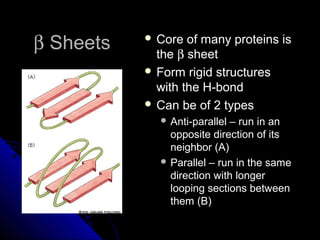 ββ SheetsSheets  Core of many proteins isCore of many proteins is
thethe ββ sheetsheet
 Form rigid structuresForm rigid structures
with the H-bondwith the H-bond
 Can be of 2 typesCan be of 2 types
 Anti-parallel – run in anAnti-parallel – run in an
opposite direction of itsopposite direction of its
neighbor (A)neighbor (A)
 Parallel – run in the sameParallel – run in the same
direction with longerdirection with longer
looping sections betweenlooping sections between
them (B)them (B)
 
