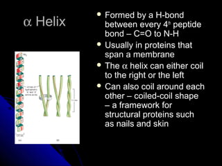 αα HelixHelix
 Formed by a H-bondFormed by a H-bond
between every 4between every 4thth
peptidepeptide
bond – C=O to N-Hbond – C=O to N-H
 Usually in proteins thatUsually in proteins that
span a membranespan a membrane
 TheThe αα helix can either coilhelix can either coil
to the right or the leftto the right or the left
 Can also coil around eachCan also coil around each
other – coiled-coil shapeother – coiled-coil shape
– a framework for– a framework for
structural proteins suchstructural proteins such
as nails and skinas nails and skin
 