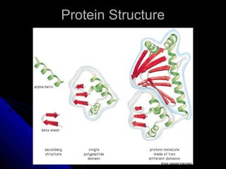 Protein StructureProtein Structure
 