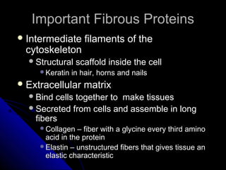 Important Fibrous ProteinsImportant Fibrous Proteins
 Intermediate filaments of theIntermediate filaments of the
cytoskeletoncytoskeleton
Structural scaffold inside the cellStructural scaffold inside the cell
Keratin in hair, horns and nailsKeratin in hair, horns and nails
 Extracellular matrixExtracellular matrix
Bind cells together to make tissuesBind cells together to make tissues
Secreted from cells and assemble in longSecreted from cells and assemble in long
fibersfibers
Collagen – fiber with a glycine every third aminoCollagen – fiber with a glycine every third amino
acid in the proteinacid in the protein
Elastin – unstructured fibers that gives tissue anElastin – unstructured fibers that gives tissue an
elastic characteristicelastic characteristic
 