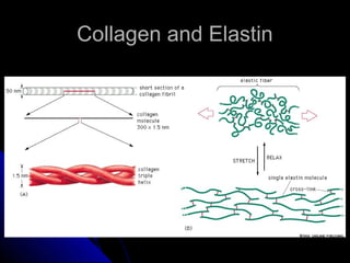 Collagen and ElastinCollagen and Elastin
 