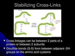 Stabilizing Cross-LinksStabilizing Cross-Links
 Cross linkages can be between 2 parts of aCross linkages can be between 2 parts of a
protein or between 2 subunitsprotein or between 2 subunits
 Disulfide bonds (S-S) form between adjacent -SHDisulfide bonds (S-S) form between adjacent -SH
groups on the amino acid cysteinegroups on the amino acid cysteine
 