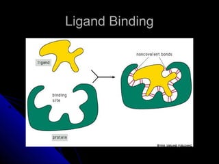 Ligand BindingLigand Binding
 