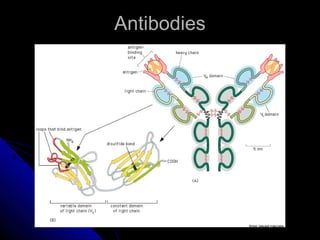 AntibodiesAntibodies
 