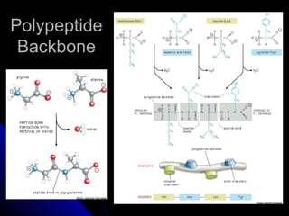 PolypeptidePolypeptide
BackboneBackbone
 