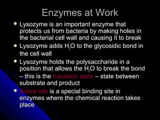 Enzymes at WorkEnzymes at Work
 Lysozyme is an important enzyme thatLysozyme is an important enzyme that
protects us from bacteria by making holes inprotects us from bacteria by making holes in
the bacterial cell wall and causing it to breakthe bacterial cell wall and causing it to break
 Lysozyme adds HLysozyme adds H22O to the glycosidic bond inO to the glycosidic bond in
the cell wallthe cell wall
 Lysozyme holds the polysaccharide in aLysozyme holds the polysaccharide in a
position that allows the Hposition that allows the H22O to break the bondO to break the bond
– this is the– this is the transition statetransition state – state between– state between
substrate and productsubstrate and product
 Active siteActive site is a special binding site inis a special binding site in
enzymes where the chemical reaction takesenzymes where the chemical reaction takes
placeplace
 