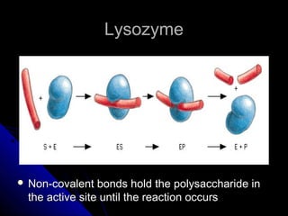 LysozymeLysozyme
 Non-covalent bonds hold the polysaccharide inNon-covalent bonds hold the polysaccharide in
the active site until the reaction occursthe active site until the reaction occurs
 