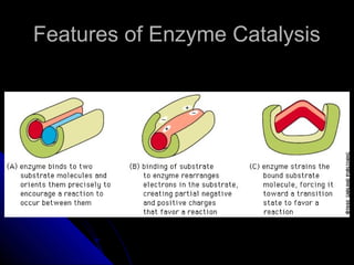 Features of Enzyme CatalysisFeatures of Enzyme Catalysis
 