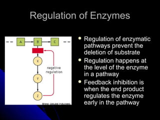 Regulation of EnzymesRegulation of Enzymes
 Regulation of enzymaticRegulation of enzymatic
pathways prevent thepathways prevent the
deletion of substratedeletion of substrate
 Regulation happens atRegulation happens at
the level of the enzymethe level of the enzyme
in a pathwayin a pathway
 Feedback inhibition isFeedback inhibition is
when the end productwhen the end product
regulates the enzymeregulates the enzyme
early in the pathwayearly in the pathway
 