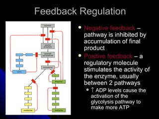 Feedback RegulationFeedback Regulation
 Negative feedbackNegative feedback ––
pathway is inhibited bypathway is inhibited by
accumulation of finalaccumulation of final
productproduct
 Positive feedbackPositive feedback – a– a
regulatory moleculeregulatory molecule
stimulates the activity ofstimulates the activity of
the enzyme, usuallythe enzyme, usually
between 2 pathwaysbetween 2 pathways
 ↑↑ ADP levels cause theADP levels cause the
activation of theactivation of the
glycolysis pathway toglycolysis pathway to
make more ATPmake more ATP
 
