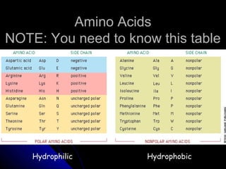 Amino AcidsAmino Acids
NOTE: You need to know this tableNOTE: You need to know this table
Hydrophilic Hydrophobic
 
