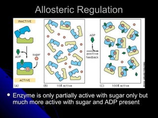Allosteric RegulationAllosteric Regulation
 Enzyme is only partially active with sugar only butEnzyme is only partially active with sugar only but
much more active with sugar and ADP presentmuch more active with sugar and ADP present
 