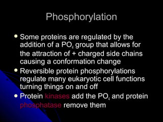 PhosphorylationPhosphorylation
 Some proteins are regulated by theSome proteins are regulated by the
addition of a POaddition of a PO44 group that allows forgroup that allows for
the attraction of + charged side chainsthe attraction of + charged side chains
causing a conformation changecausing a conformation change
 Reversible protein phosphorylationsReversible protein phosphorylations
regulate many eukaryotic cell functionsregulate many eukaryotic cell functions
turning things on and offturning things on and off
 ProteinProtein kinaseskinases add the POadd the PO44 and proteinand protein
phosphatasephosphatase remove themremove them
 