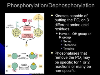 Phosphorylation/DephosphorylationPhosphorylation/Dephosphorylation
 Kinases capable ofKinases capable of
putting the POputting the PO44 on 3on 3
different amino aciddifferent amino acid
residuesresidues
 Have a –OH group onHave a –OH group on
R groupR group
 SerineSerine
 ThreonineThreonine
 TyrosineTyrosine
 Phosphatases thatPhosphatases that
remove the POremove the PO44 maymay
be specific for 1 or 2be specific for 1 or 2
reactions or many bereactions or many be
non-specificnon-specific
 