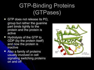 GTP-Binding ProteinsGTP-Binding Proteins
(GTPases)(GTPases)
 GTP does not release its POGTP does not release its PO44
group but rather the guaninegroup but rather the guanine
part binds tightly to thepart binds tightly to the
protein and the protein isprotein and the protein is
activeactive
 Hydrolysis of the GTP toHydrolysis of the GTP to
GDP (by the protein itself)GDP (by the protein itself)
and now the protein isand now the protein is
inactiveinactive
 Also a family of proteinsAlso a family of proteins
usually involved in cellusually involved in cell
signaling switching proteinssignaling switching proteins
on and offon and off
 
