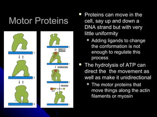 Motor ProteinsMotor Proteins
 Proteins can move in theProteins can move in the
cell, say up and down acell, say up and down a
DNA strand but with veryDNA strand but with very
little uniformitylittle uniformity
 Adding ligands to changeAdding ligands to change
the conformation is notthe conformation is not
enough to regulate thisenough to regulate this
processprocess
 The hydrolysis of ATP canThe hydrolysis of ATP can
direct the the movement asdirect the the movement as
well as make it unidirectionalwell as make it unidirectional
 The motor proteins thatThe motor proteins that
move things along the actinmove things along the actin
filaments or myosinfilaments or myosin
 