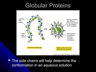 Globular ProteinsGlobular Proteins
 The side chains will help determine theThe side chains will help determine the
conformation in an aqueous solutionconformation in an aqueous solution
 