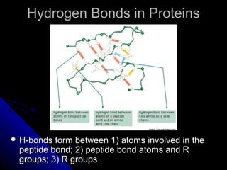 Hydrogen Bonds in ProteinsHydrogen Bonds in Proteins
 H-bonds form between 1) atoms involved in theH-bonds form between 1) atoms involved in the
peptide bond; 2) peptide bond atoms and Rpeptide bond; 2) peptide bond atoms and R
groups; 3) R groupsgroups; 3) R groups
 