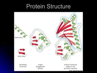 Protein Overview Comprehensive Overview of Protein Structure, Function, and Folding ...