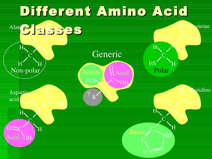 Protein Structure & Function
