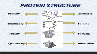 Protein structure & protein structure validation ppt