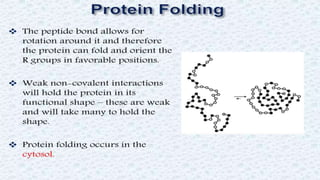 Protein structure & protein structure validation ppt