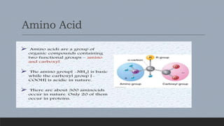 Amino Acid
 