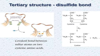 Protein structure & protein structure validation ppt