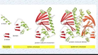 Protein structure & protein structure validation ppt