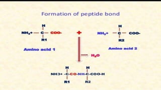 Protein structure & protein structure validation ppt