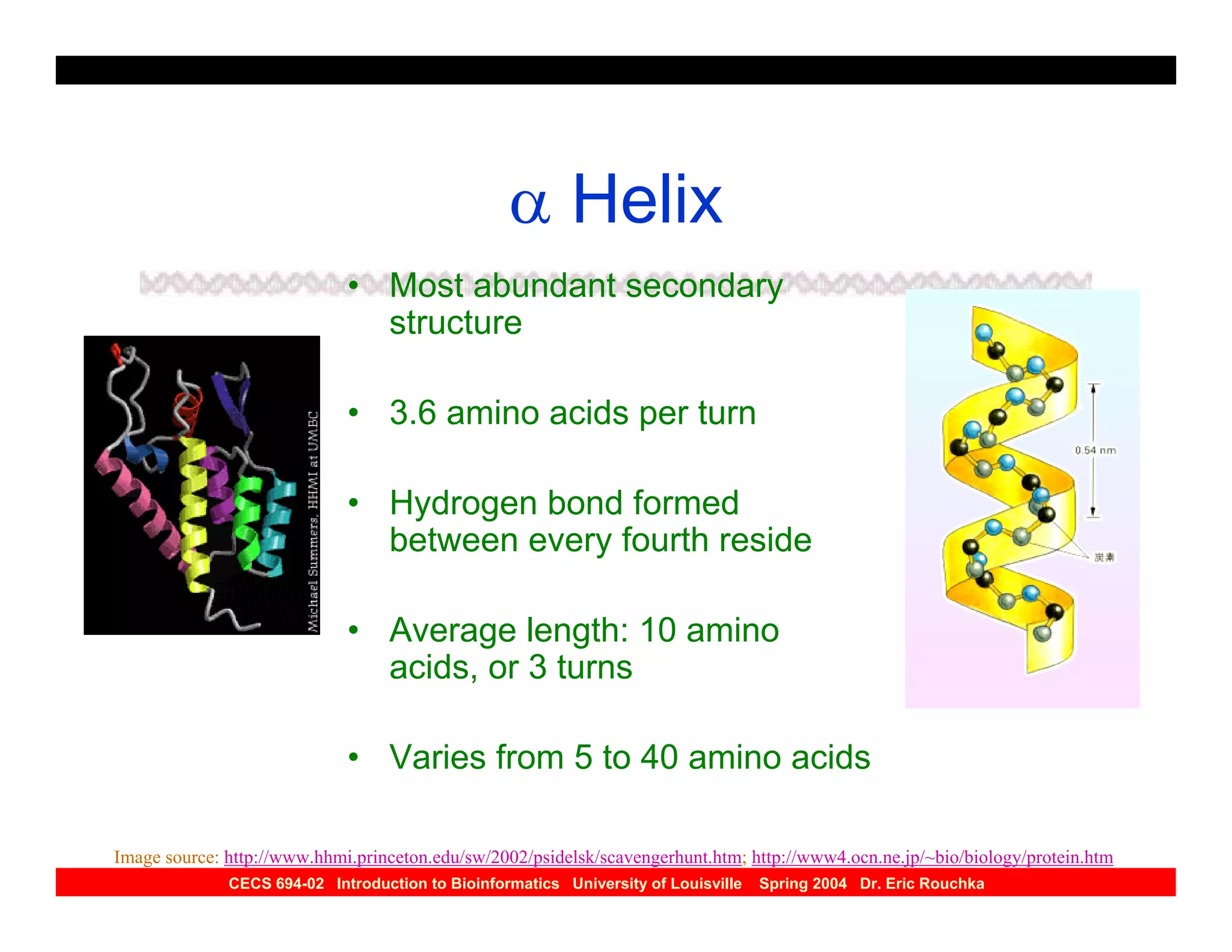 α Helix
                             • Most abundant secondary
                               structure

                             • 3.6 amino acids per turn

                             • Hydrogen bond formed
                               between every fourth reside

                             • Average length: 10 amino
                               acids, or 3 turns

                             • Varies from 5 to 40 amino acids

Image source: http://www.hhmi.princeton.edu/sw/2002/psidelsk/scavengerhunt.htm; http://www4.ocn.ne.jp/~bio/biology/protein.htm
              CECS 694-02 Introduction to Bioinformatics University of Louisville   Spring 2004 Dr. Eric Rouchka
 