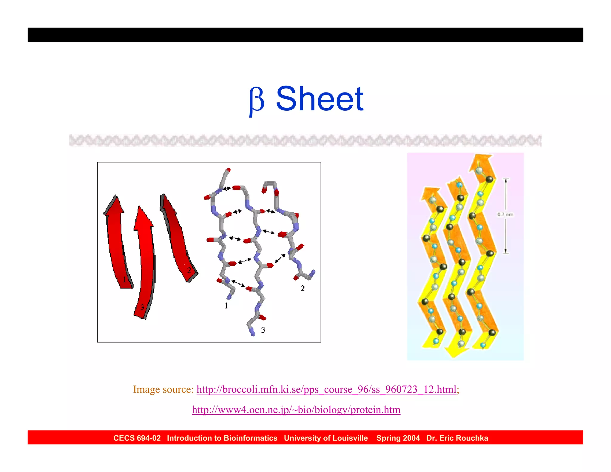 β Sheet




     Image source: http://broccoli.mfn.ki.se/pps_course_96/ss_960723_12.html;
                    http://www4.ocn.ne.jp/~bio/biology/protein.htm

CECS 694-02 Introduction to Bioinformatics University of Louisville   Spring 2004 Dr. Eric Rouchka
 