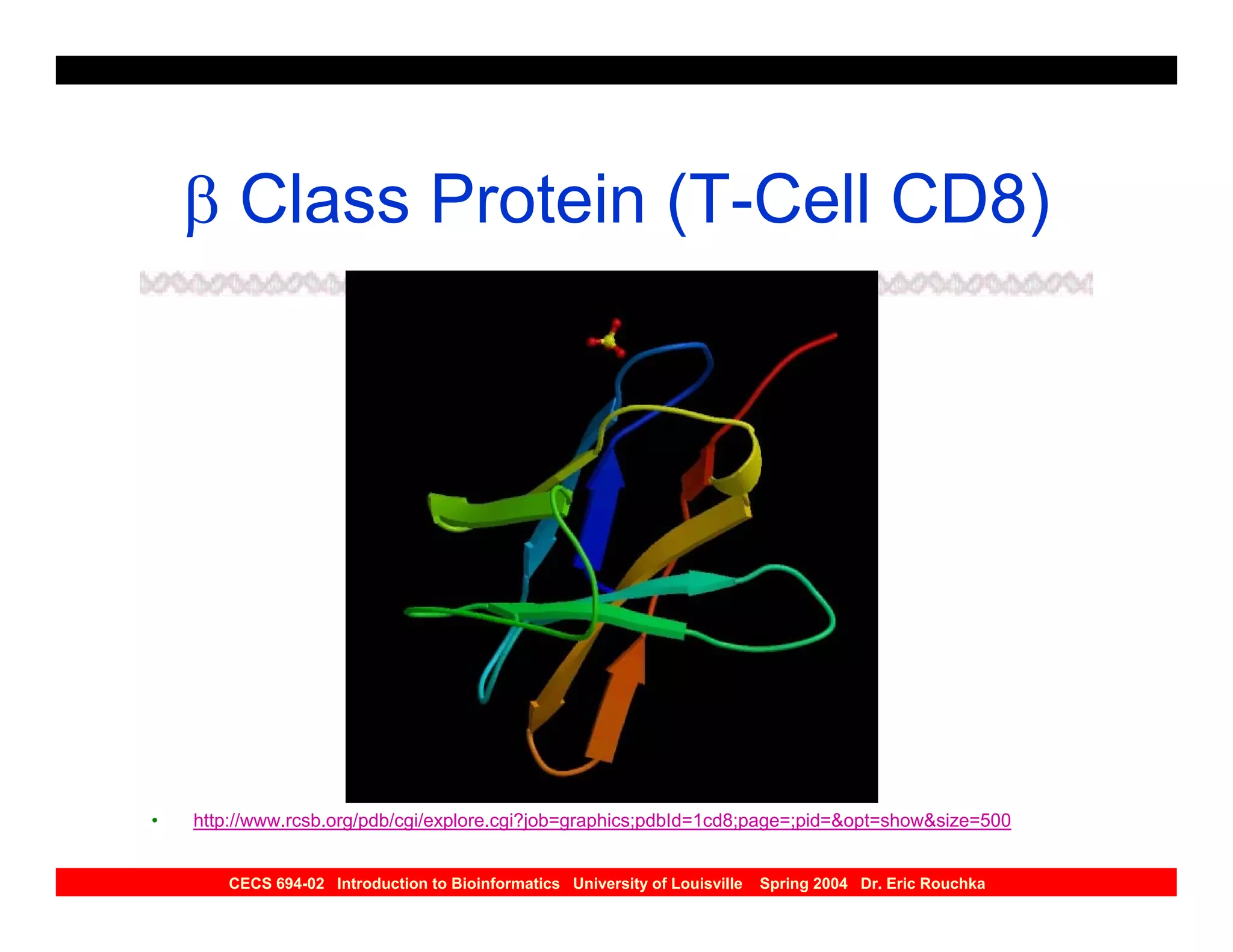 β Class Protein (T-Cell CD8)




•   http://www.rcsb.org/pdb/cgi/explore.cgi?job=graphics;pdbId=1cd8;page=;pid=&opt=show&size=500


       CECS 694-02 Introduction to Bioinformatics University of Louisville   Spring 2004 Dr. Eric Rouchka
 