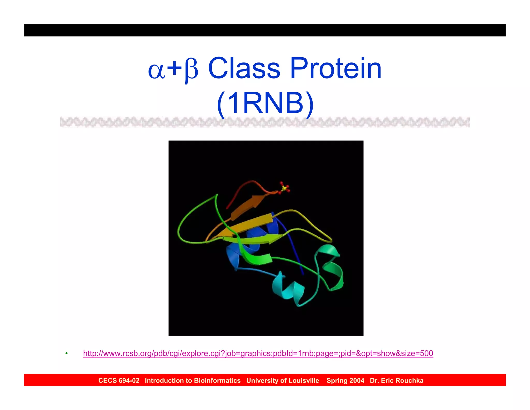 α+β Class Protein
                         (1RNB)




•   http://www.rcsb.org/pdb/cgi/explore.cgi?job=graphics;pdbId=1rnb;page=;pid=&opt=show&size=500


       CECS 694-02 Introduction to Bioinformatics University of Louisville   Spring 2004 Dr. Eric Rouchka
 