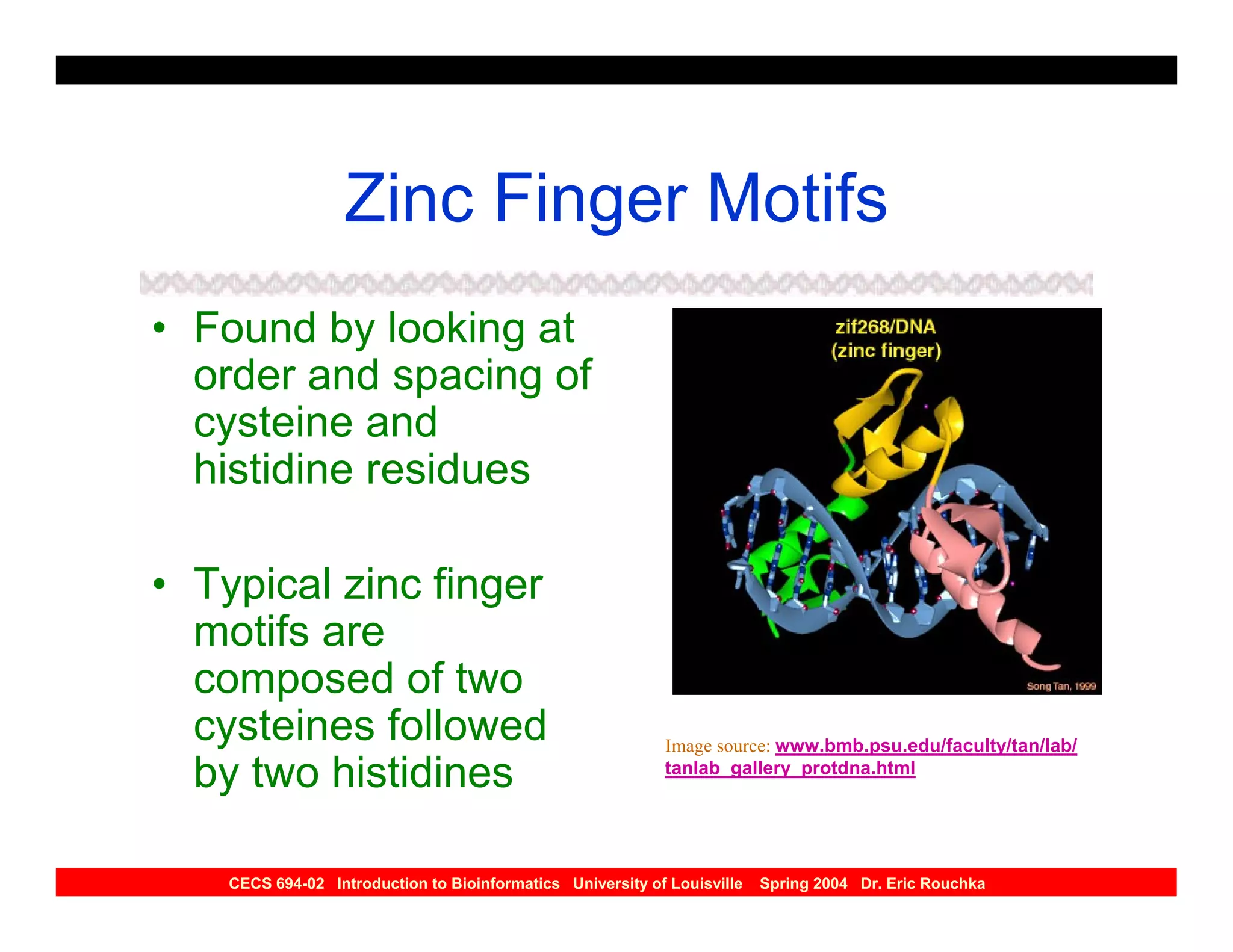 Zinc Finger Motifs
• Found by looking at
  order and spacing of
  cysteine and
  histidine residues

• Typical zinc finger
  motifs are
  composed of two
  cysteines followed                                        Image source: www.bmb.psu.edu/faculty/tan/lab/
  by two histidines                                         tanlab_gallery_protdna.html




    CECS 694-02 Introduction to Bioinformatics University of Louisville   Spring 2004 Dr. Eric Rouchka
 