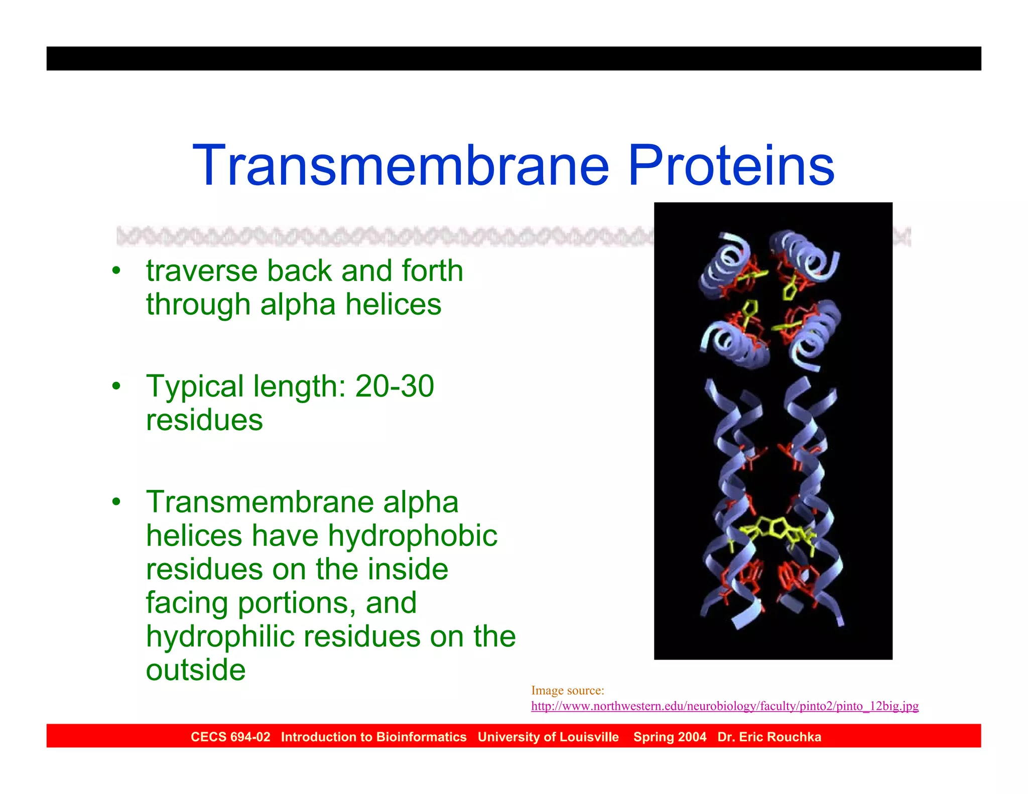 Transmembrane Proteins
• traverse back and forth
  through alpha helices

• Typical length: 20-30
  residues

• Transmembrane alpha
  helices have hydrophobic
  residues on the inside
  facing portions, and
  hydrophilic residues on the
  outside                                                 Image source:
                                                          http://www.northwestern.edu/neurobiology/faculty/pinto2/pinto_12big.jpg

     CECS 694-02 Introduction to Bioinformatics University of Louisville    Spring 2004 Dr. Eric Rouchka
 