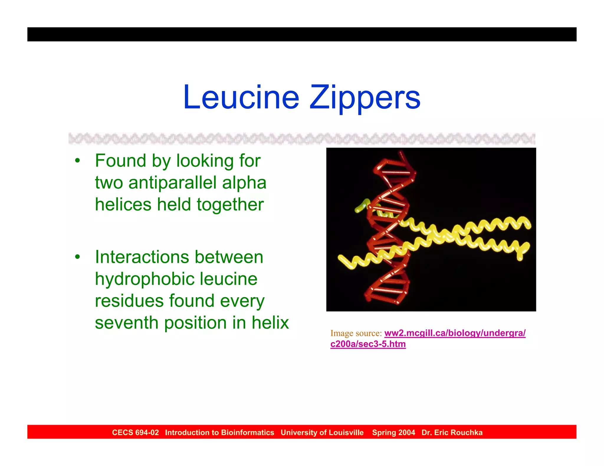 Leucine Zippers
• Found by looking for
  two antiparallel alpha
  helices held together

• Interactions between
  hydrophobic leucine
  residues found every
  seventh position in helix                                   Image source: ww2.mcgill.ca/biology/undergra/
                                                              c200a/sec3-5.htm




    CECS 694-02 Introduction to Bioinformatics University of Louisville   Spring 2004 Dr. Eric Rouchka
 