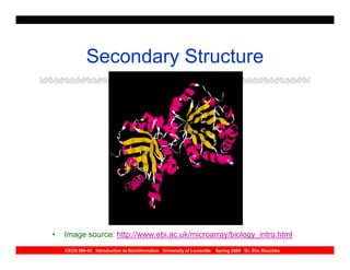 Secondary Structure




•   Image source: http://www.ebi.ac.uk/microarray/biology_intro.html
    CECS 694-02 Introduction to Bioinformatics University of Louisville   Spring 2004 Dr. Eric Rouchka
 