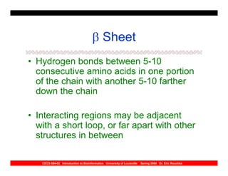 β Sheet
• Hydrogen bonds between 5-10
  consecutive amino acids in one portion
  of the chain with another 5-10 farther
  down the chain

• Interacting regions may be adjacent
  with a short loop, or far apart with other
  structures in between

   CECS 694-02 Introduction to Bioinformatics University of Louisville   Spring 2004 Dr. Eric Rouchka
 