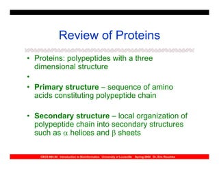 Review of Proteins
• Proteins: polypeptides with a three
  dimensional structure
•
• Primary structure – sequence of amino
  acids constituting polypeptide chain

• Secondary structure – local organization of
  polypeptide chain into secondary structures
  such as α helices and β sheets

   CECS 694-02 Introduction to Bioinformatics University of Louisville   Spring 2004 Dr. Eric Rouchka
 