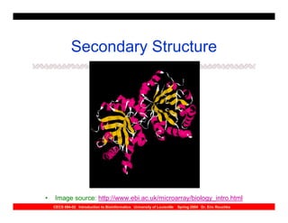 Secondary Structure




•   Image source: http://www.ebi.ac.uk/microarray/biology_intro.html
    CECS 694-02 Introduction to Bioinformatics University of Louisville   Spring 2004 Dr. Eric Rouchka
 