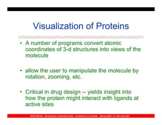 Visualization of Proteins
• A number of programs convert atomic
  coordinates of 3-d structures into views of the
  molecule

• allow the user to manipulate the molecule by
  rotation, zooming, etc.

• Critical in drug design -- yields insight into
  how the protein might interact with ligands at
  active sites
    CECS 694-02 Introduction to Bioinformatics University of Louisville   Spring 2004 Dr. Eric Rouchka
 