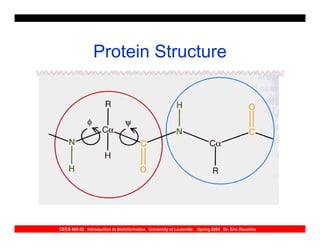 Protein Structure




CECS 694-02 Introduction to Bioinformatics University of Louisville   Spring 2004 Dr. Eric Rouchka
 