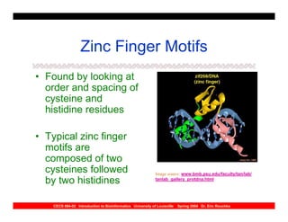 Zinc Finger Motifs
• Found by looking at
  order and spacing of
  cysteine and
  histidine residues

• Typical zinc finger
  motifs are
  composed of two
  cysteines followed                                        Image source: www.bmb.psu.edu/faculty/tan/lab/
  by two histidines                                         tanlab_gallery_protdna.html




    CECS 694-02 Introduction to Bioinformatics University of Louisville   Spring 2004 Dr. Eric Rouchka
 