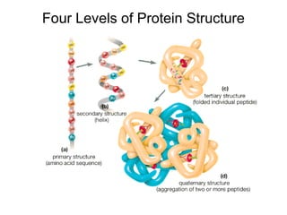 Four Levels of Protein Structure
 