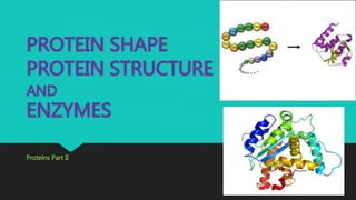 PROTEIN SHAPE 
PROTEIN STRUCTURE 
AND 
ENZYMES 
Proteins Part II 
 