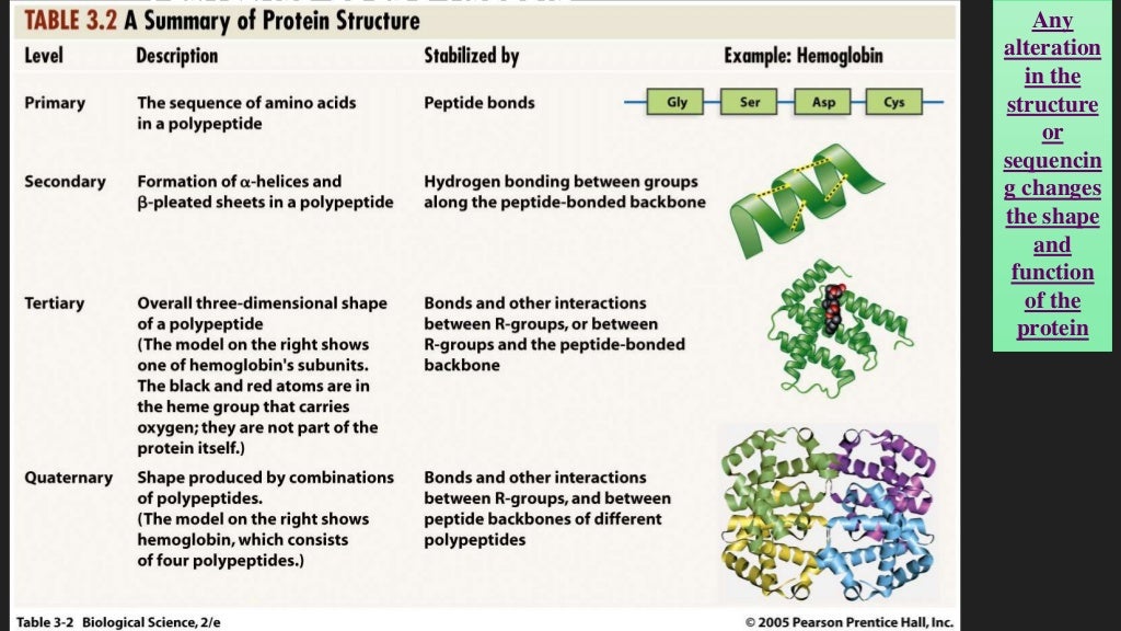 Protein structure and shape, Denaturation and Enzymes