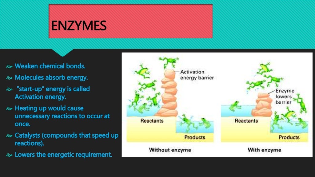 Protein structure and shape, Denaturation and Enzymes