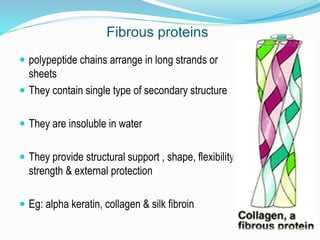 Fibrous proteins
 polypeptide chains arrange in long strands or
sheets
 They contain single type of secondary structure
 They are insoluble in water
 They provide structural support , shape, flexibility,
strength & external protection
 Eg: alpha keratin, collagen & silk fibroin
 
