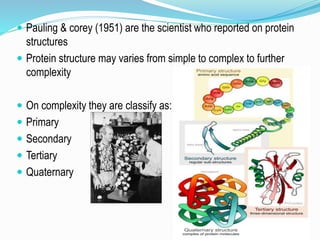  Pauling & corey (1951) are the scientist who reported on protein
structures
 Protein structure may varies from simple to complex to further
complexity
 On complexity they are classify as:
 Primary
 Secondary
 Tertiary
 Quaternary
 